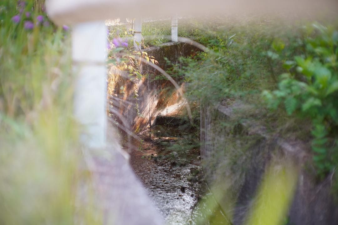 Canon 50mm F1.2 L39 作例あり