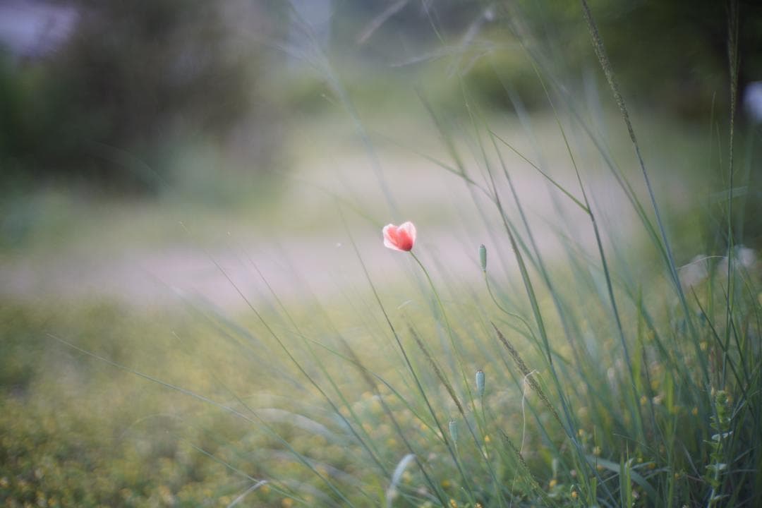 Canon 50mm F1.2 L39 作例あり