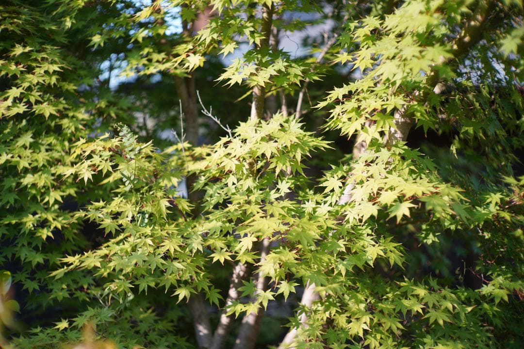 Canon 50mm F1.2 L39 作例あり