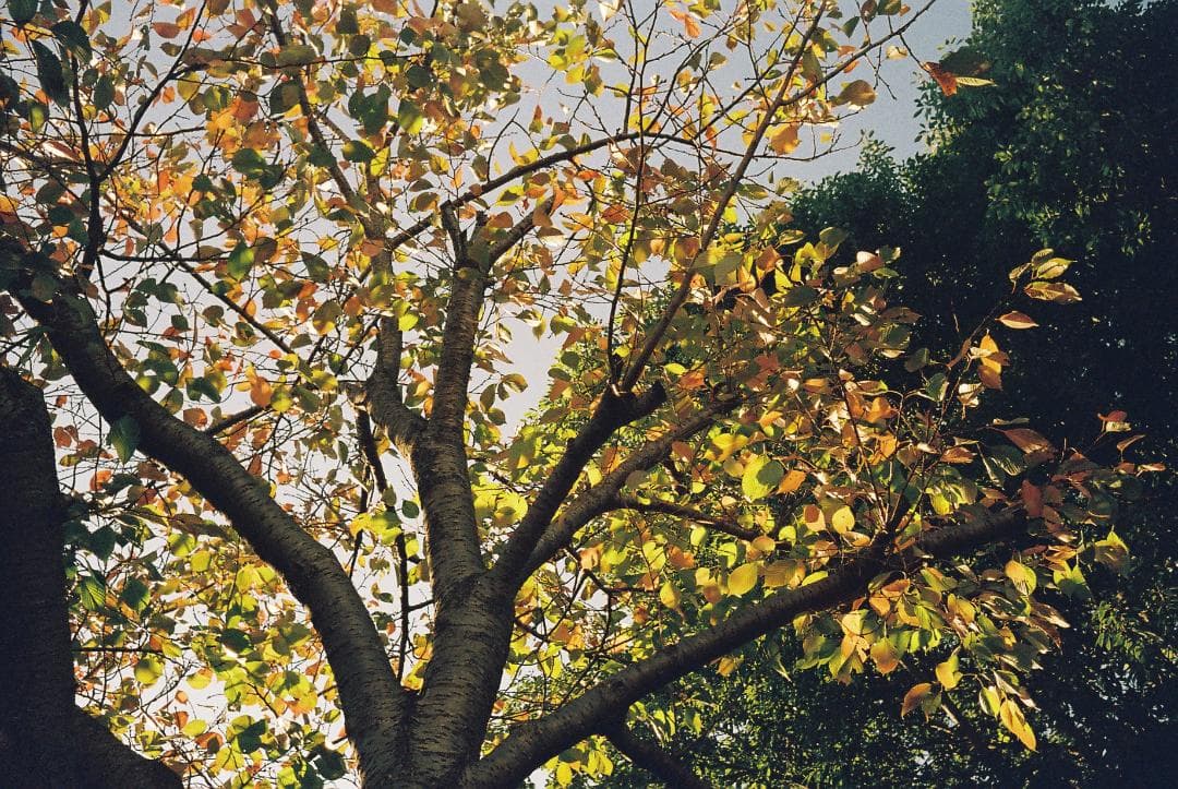 【修理済・完動品】 Olympus Trip 35