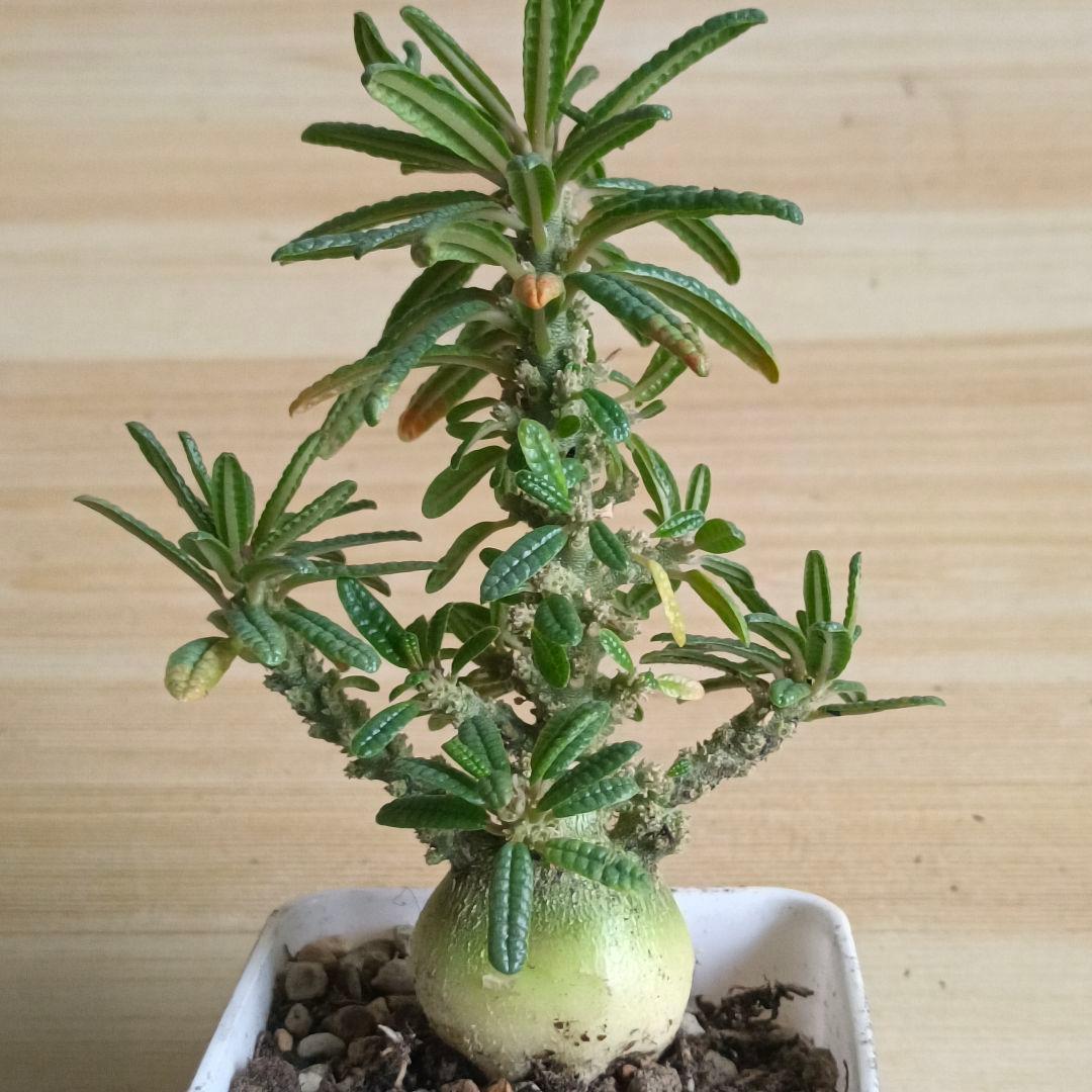 447 ドルステニア ギガス ブラータ 実生希少厳選特大株【簡単に葉が落ちる】