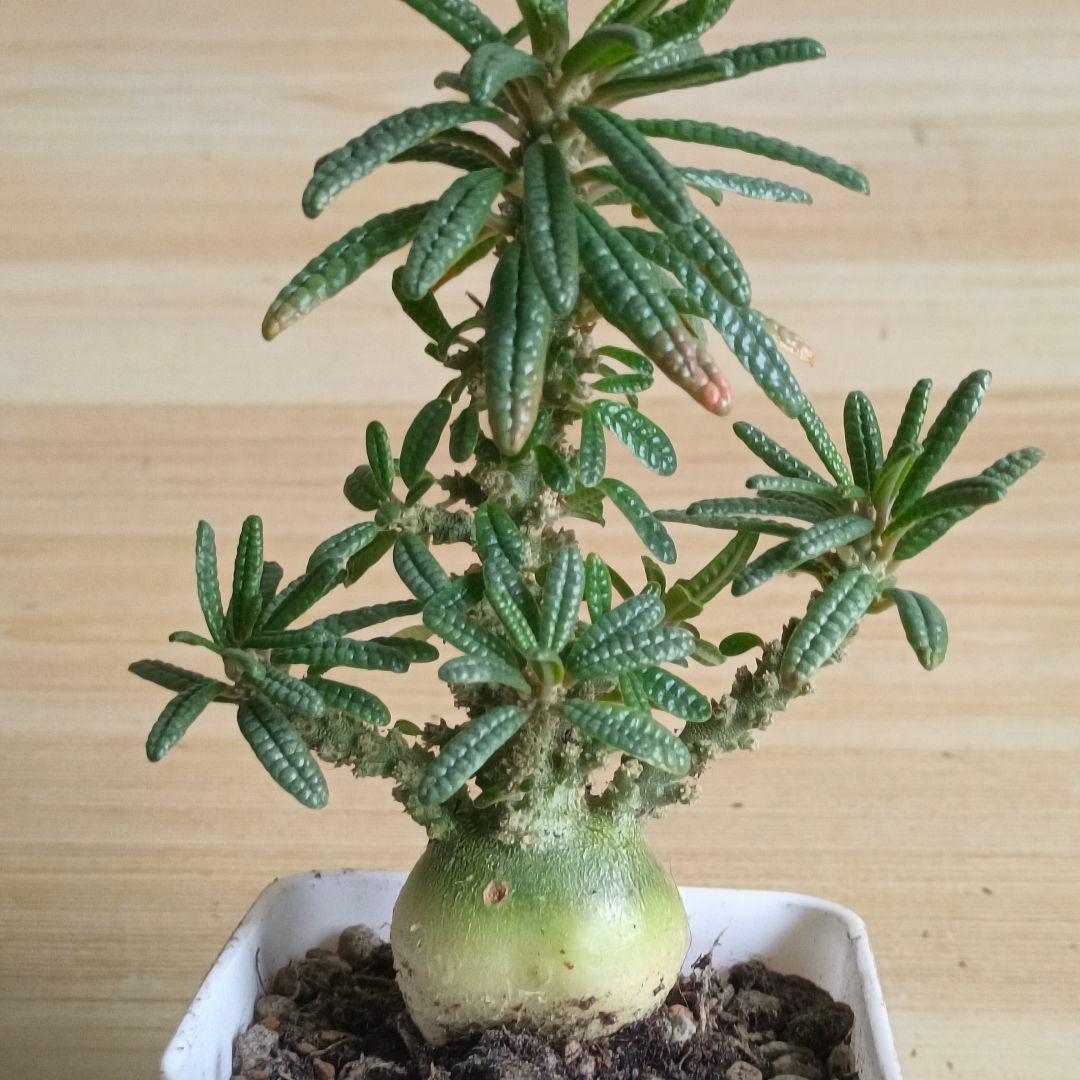 447 ドルステニア ギガス ブラータ 実生希少厳選特大株【簡単に葉が落ちる】