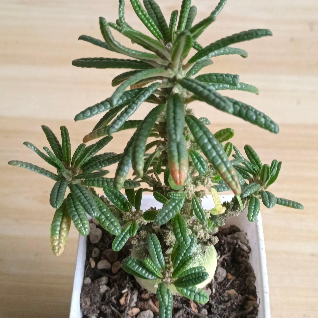 447 ドルステニア ギガス ブラータ 実生希少厳選特大株【簡単に葉が落ちる】