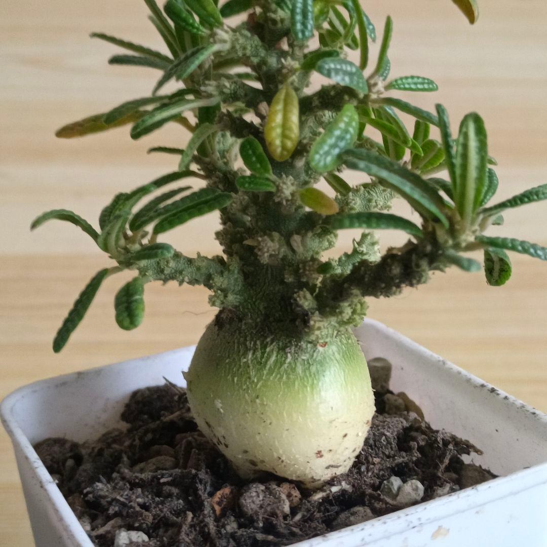 447 ドルステニア ギガス ブラータ 実生希少厳選特大株【簡単に葉が落ちる】