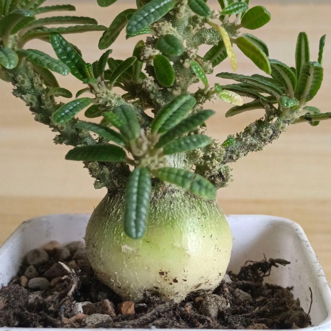 447 ドルステニア ギガス ブラータ 実生希少厳選特大株【簡単に葉が落ちる】