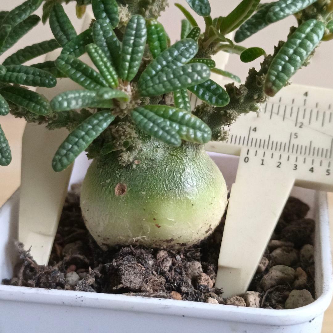 447 ドルステニア ギガス ブラータ 実生希少厳選特大株【簡単に葉が落ちる】