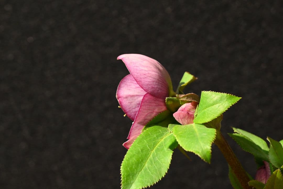 クリスマスローズ　認定レッドモーリー　加藤農園