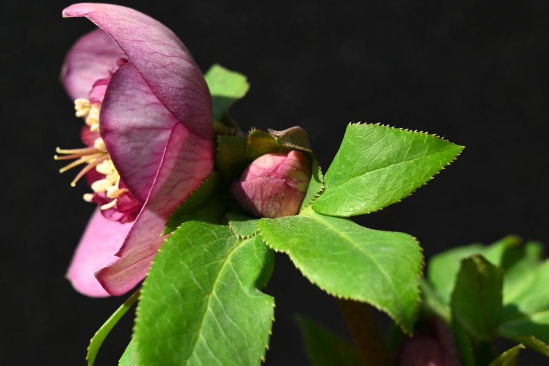 クリスマスローズ　認定レッドモーリー　加藤農園