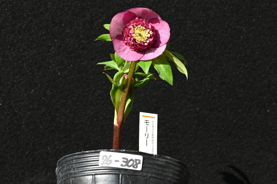 クリスマスローズ　認定レッドモーリー　加藤農園