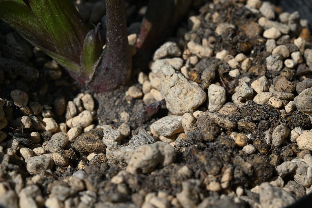 クリスマスローズ　認定レッドモーリー　加藤農園