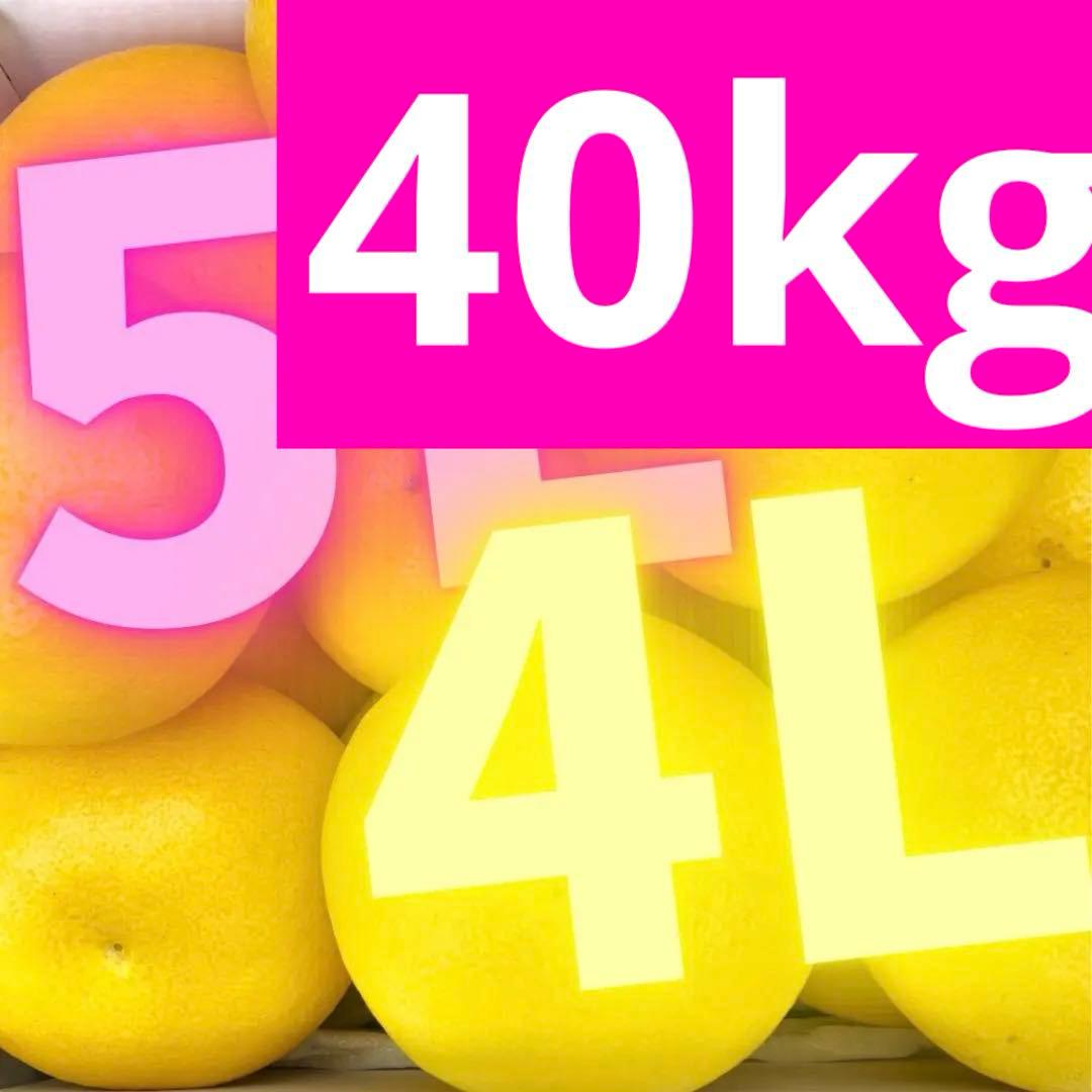 文旦　山北みかん　ポンカン　好きにも　46