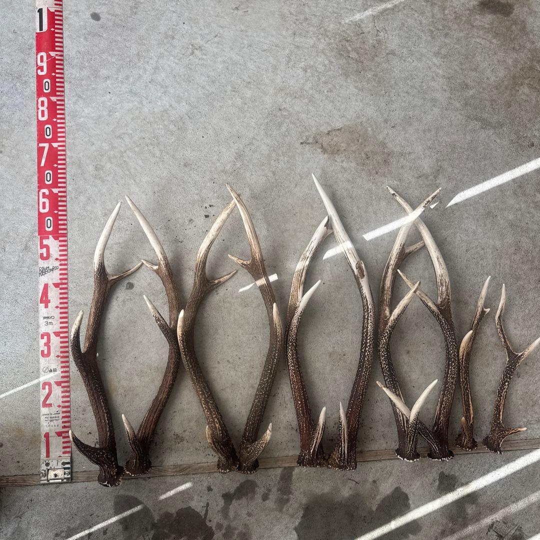 ⑤鹿の角 セット ニホンジカ 10本