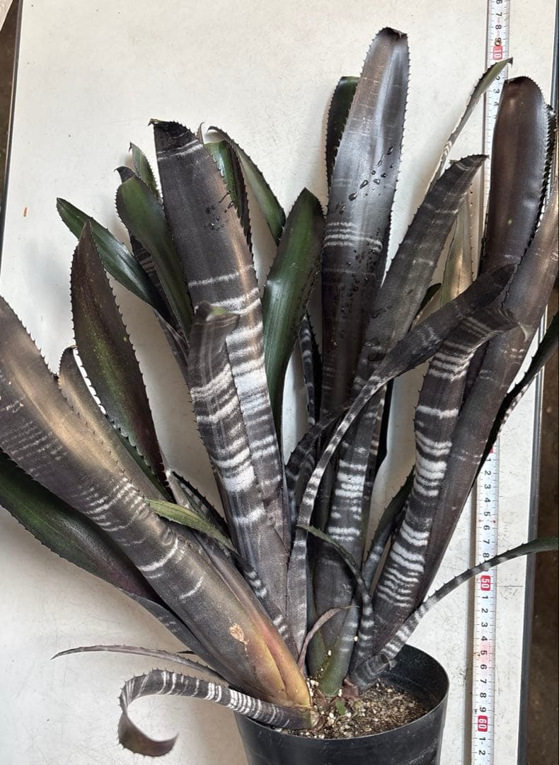 ビルベルギア　ダースベイダー　特大株