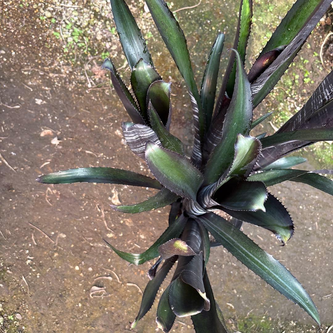 ビルベルギア　ダースベイダー　特大株