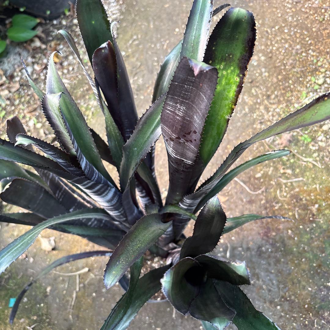 ビルベルギア　ダースベイダー　特大株