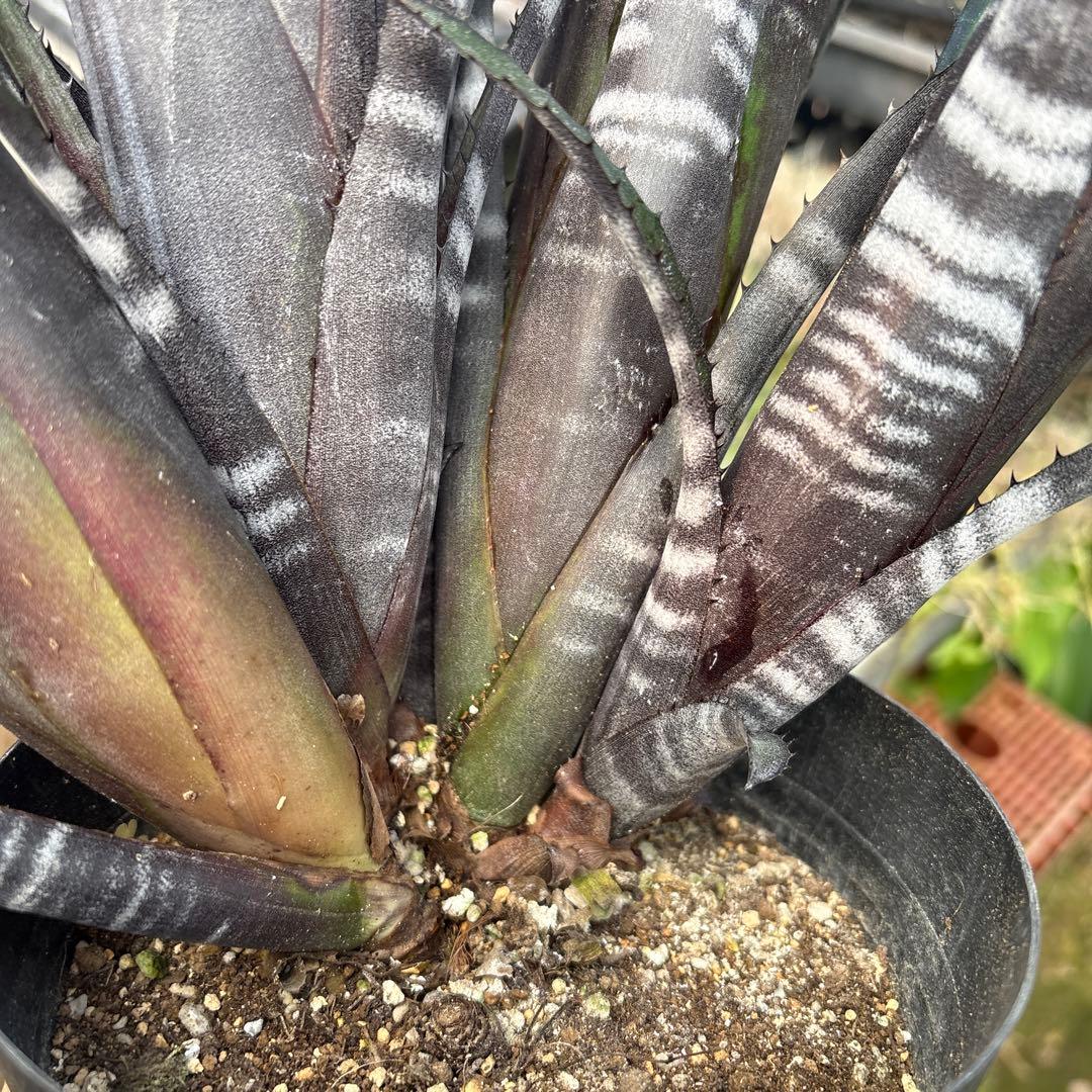 ビルベルギア　ダースベイダー　特大株