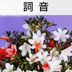 カックン専用！　皐月盆栽　さつき盆栽　サツキ盆栽