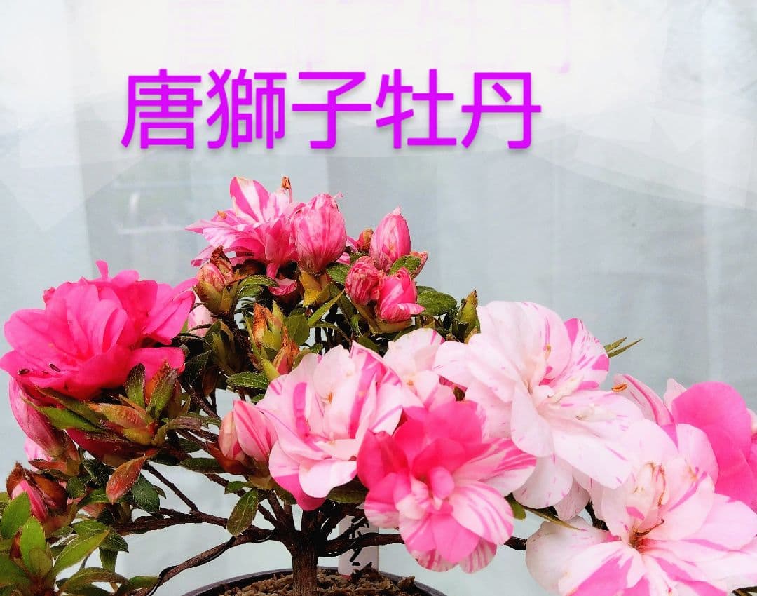 カックン専用！　皐月盆栽　さつき盆栽　サツキ盆栽