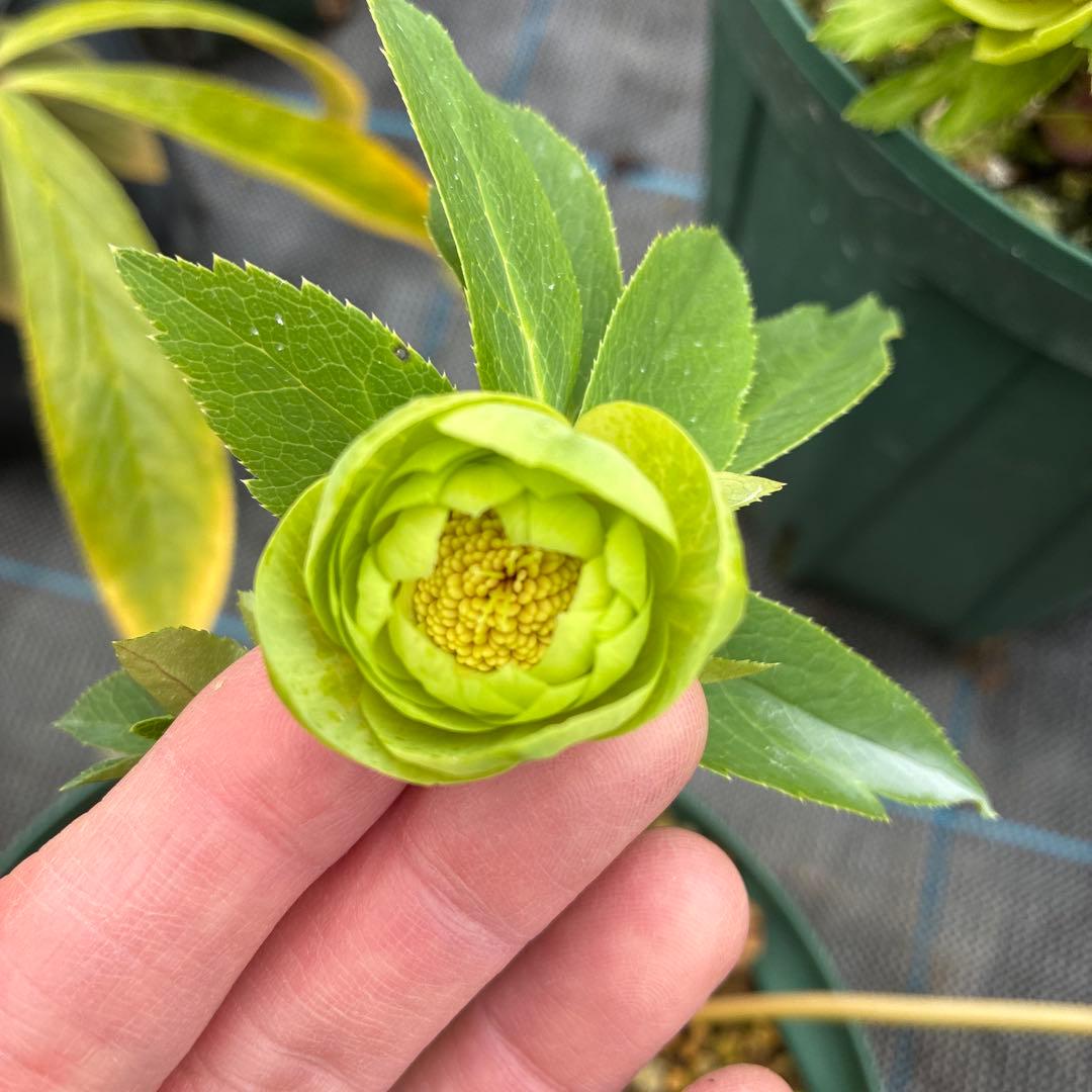 クリスマスローズ　クリアグリーンゴールド　小輪　６寸　親株