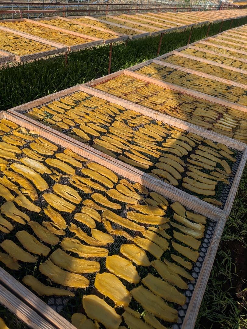 干し芋 B級品 10kg｜ほしいも三ツ星生産者の訳あり干しいも（紅はるか）