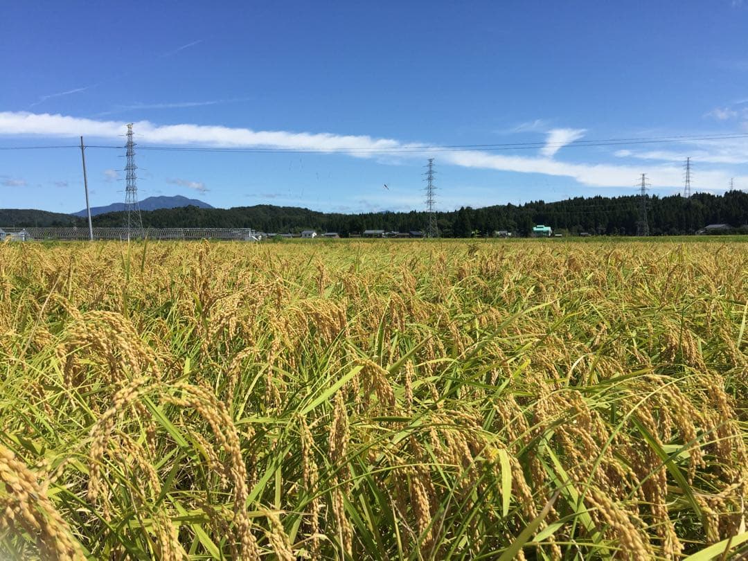 令和7年産新米のもち米＊農家力作新潟とちおのこがねもち玄米10kg特別栽培米