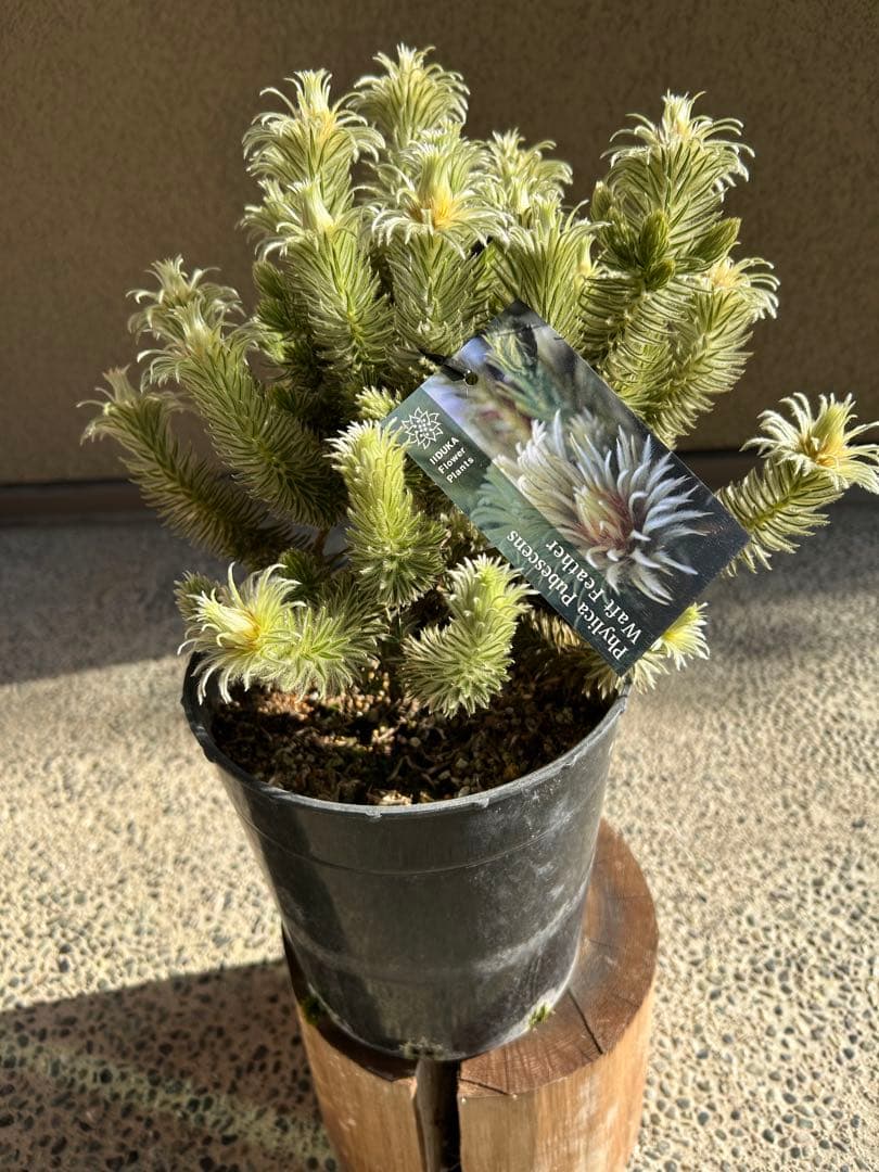 フィリカプベッセンスワフトフェザー7号②