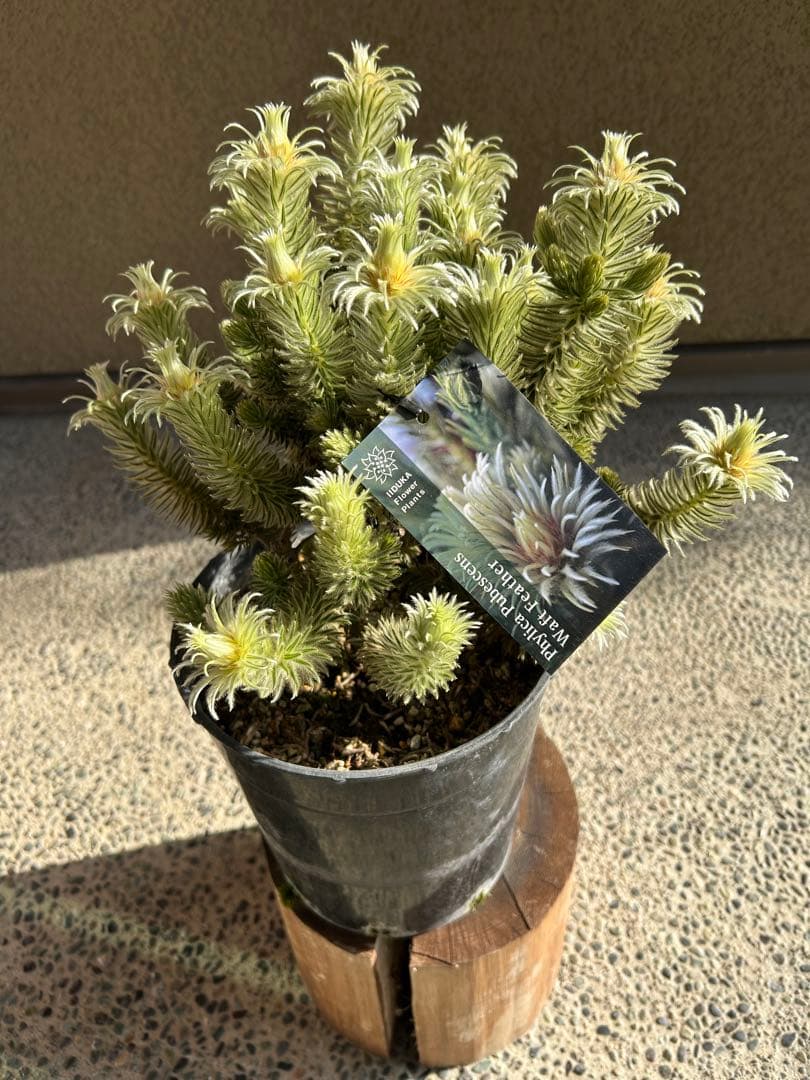 フィリカプベッセンスワフトフェザー7号②