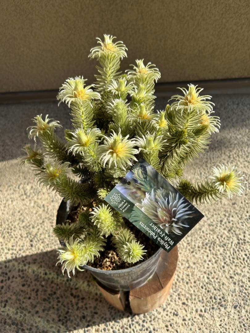 フィリカプベッセンスワフトフェザー7号②