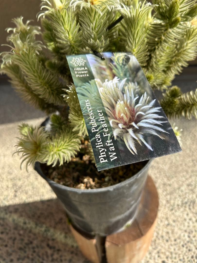 フィリカプベッセンスワフトフェザー7号②