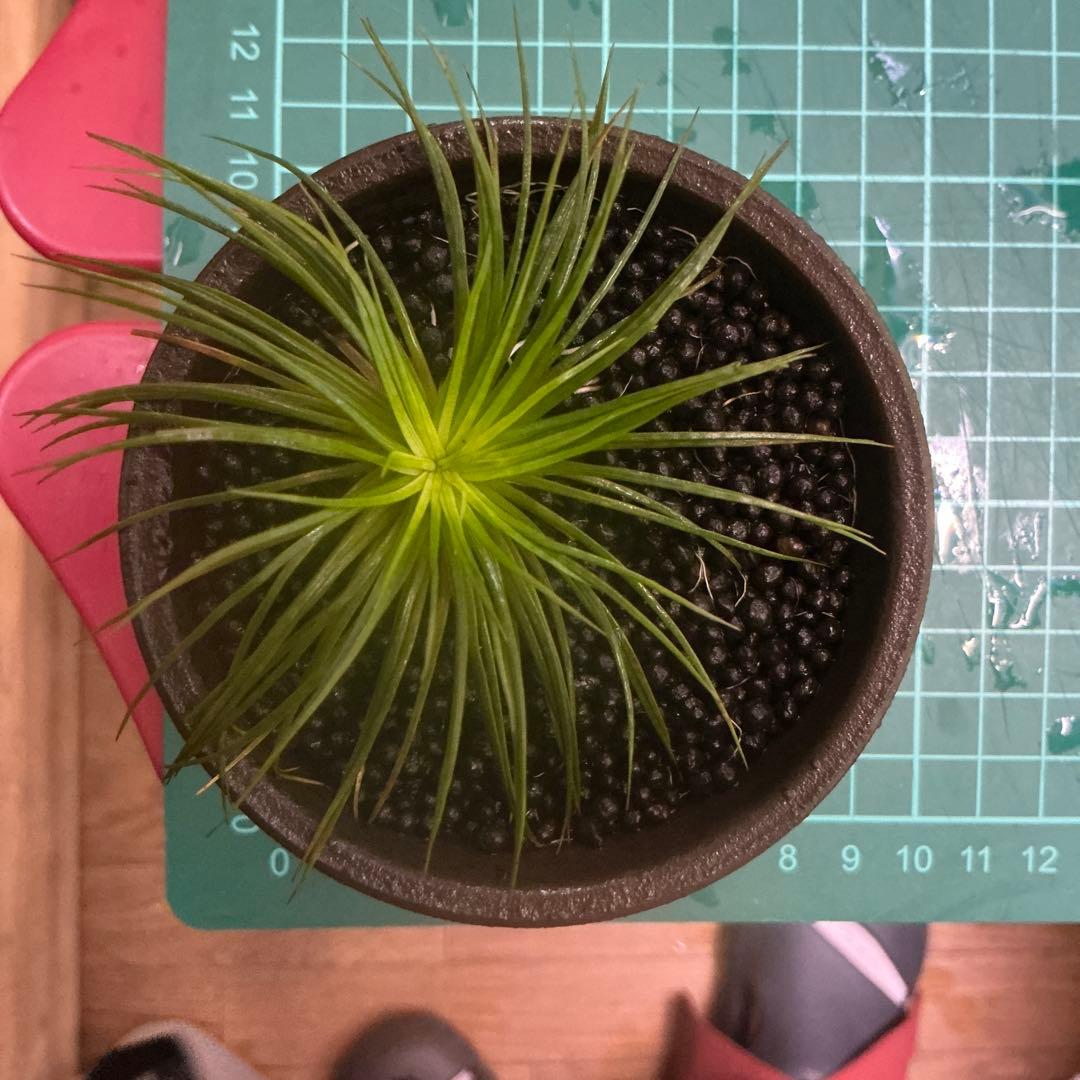 【メルカリ便】珍！ホシクサsp.キンバリーナロー　大株　1株　直径9cm 鉢付き