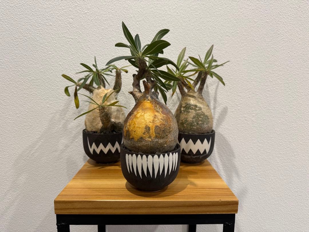 塊根植物 パキポディウム・グラキリス　VALIEM 鉢セット　バリエム