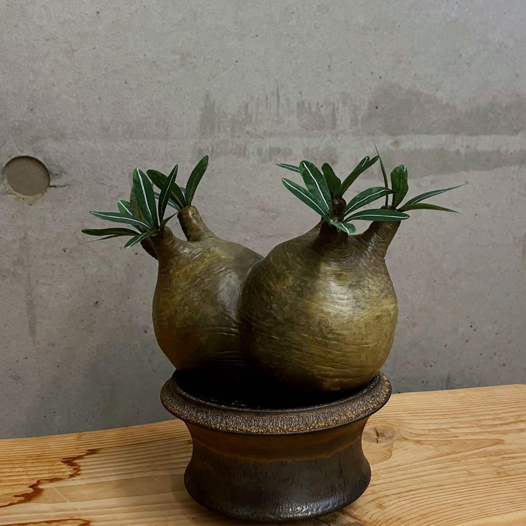 ssi様 ありがとうございます。