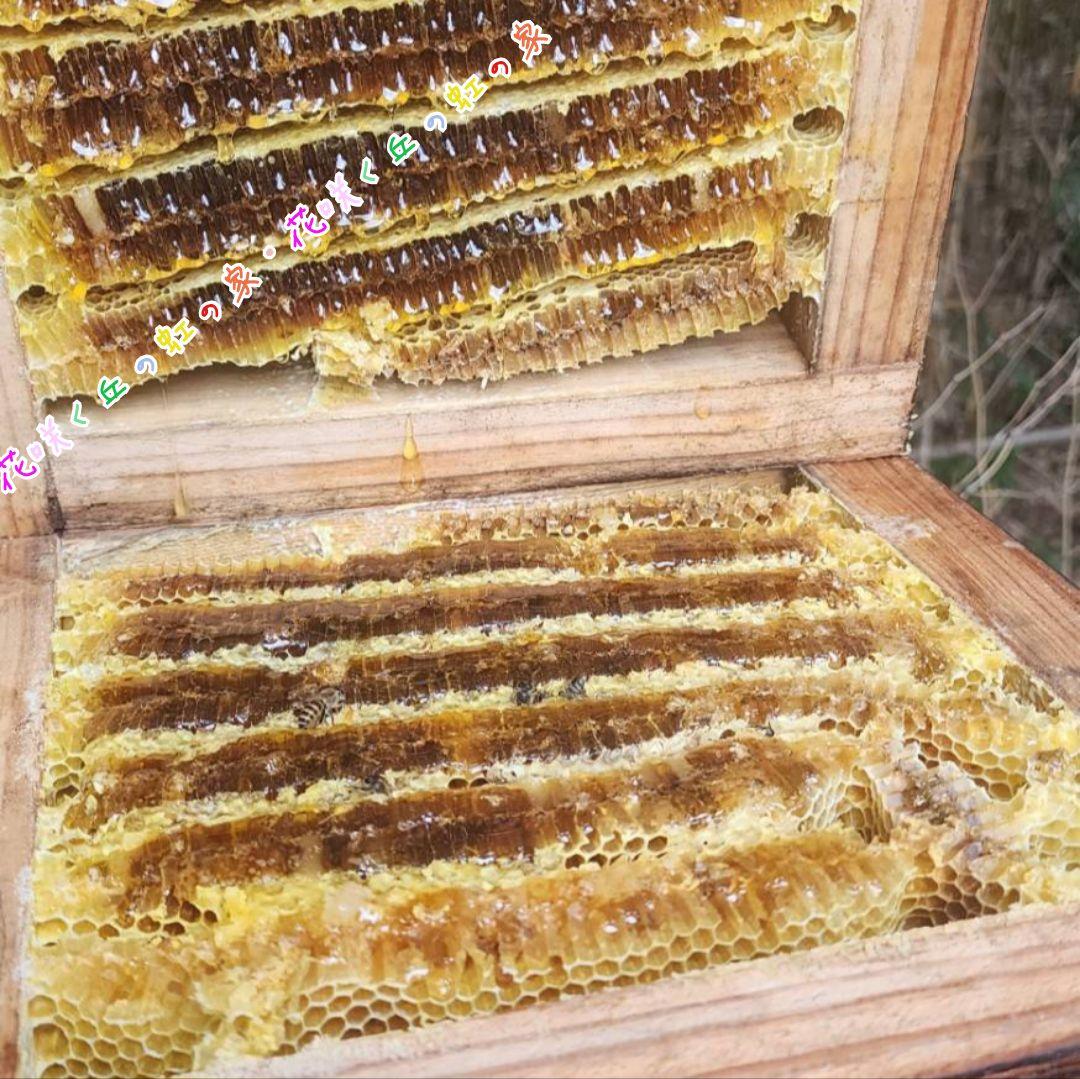 ビニーおまとめページ◇　日本蜜蜂　百花蜜　5.5㎏