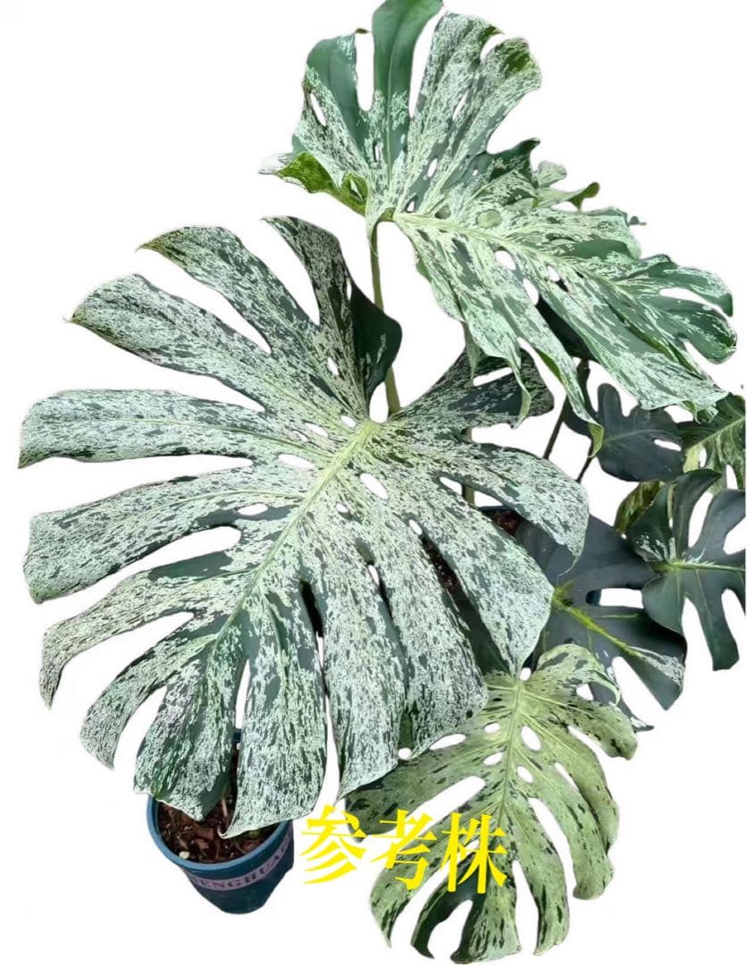 新春特価　希少株　Monstera Bulbasaurモンステラ・フシギダネ