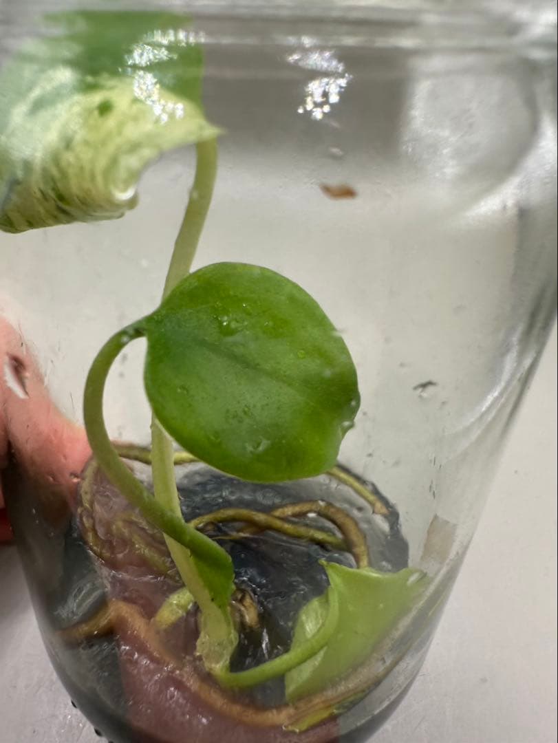 新春特価　希少株　Monstera Bulbasaurモンステラ・フシギダネ