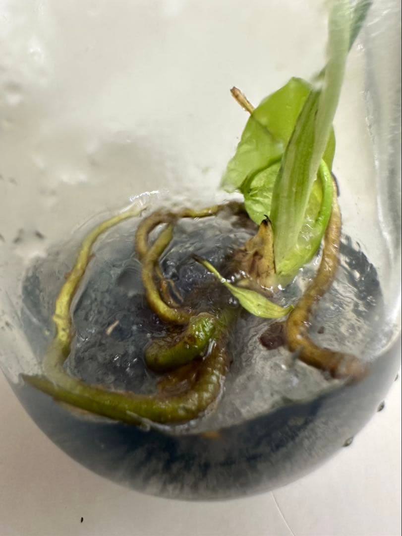 新春特価　希少株　Monstera Bulbasaurモンステラ・フシギダネ