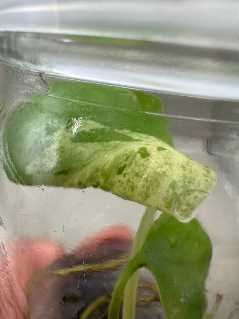 新春特価　希少株　Monstera Bulbasaurモンステラ・フシギダネ