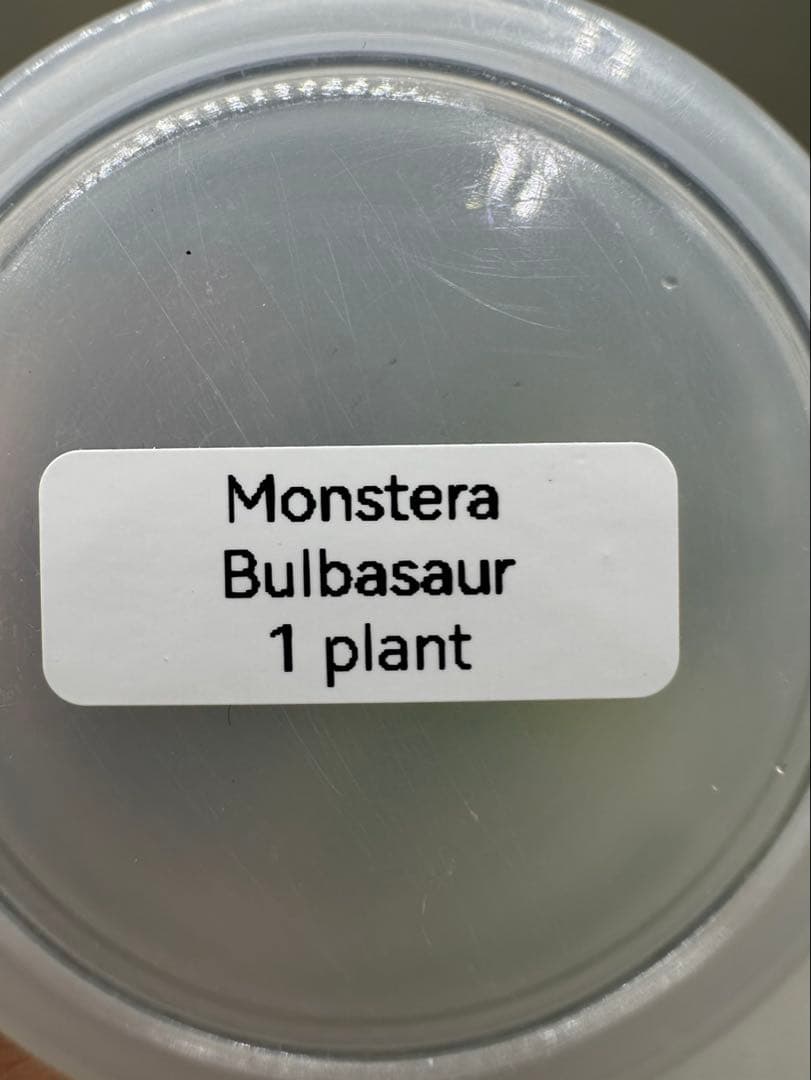 新春特価　希少株　Monstera Bulbasaurモンステラ・フシギダネ