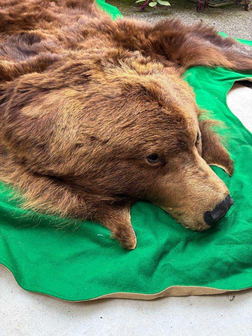 【punky綾さん専用です】ヒグマ　毛皮　熊　剥製