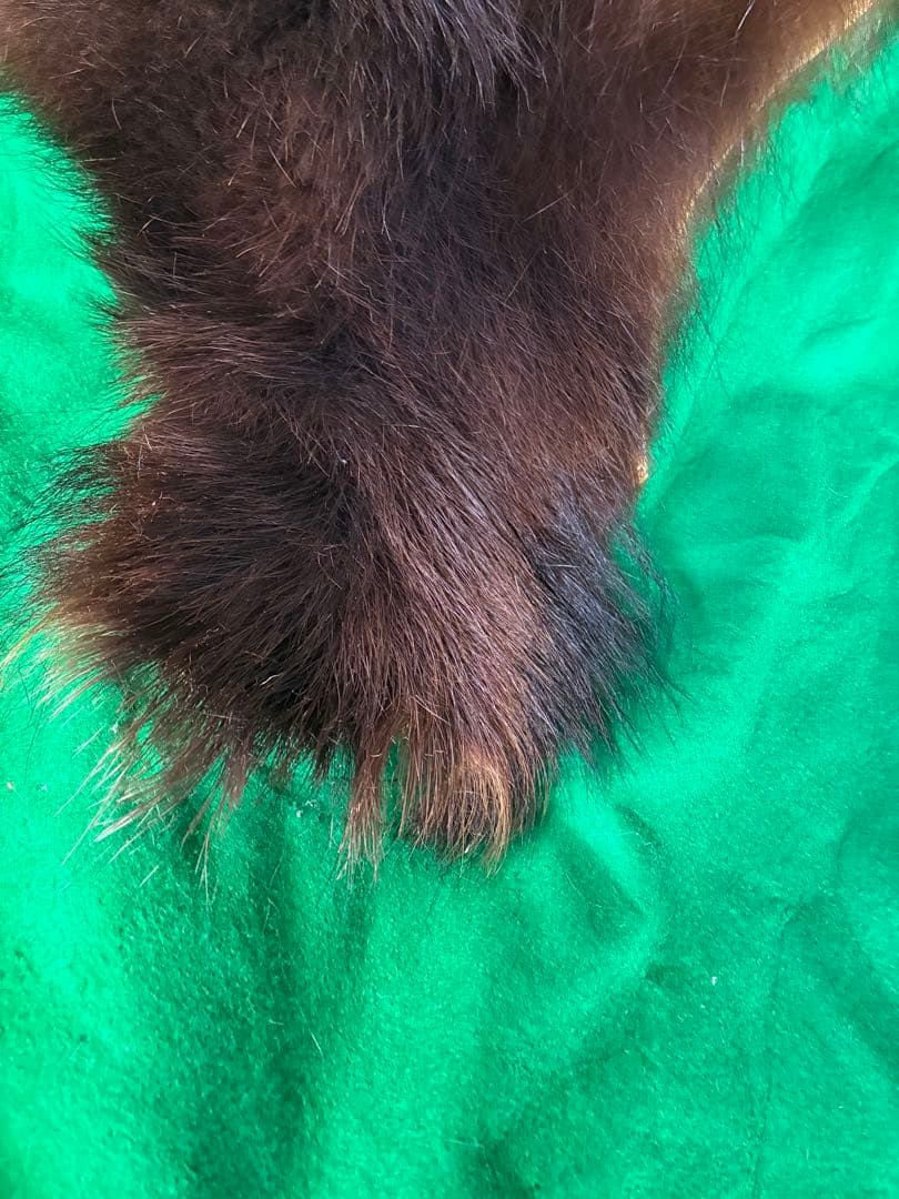 【punky綾さん専用です】ヒグマ　毛皮　熊　剥製