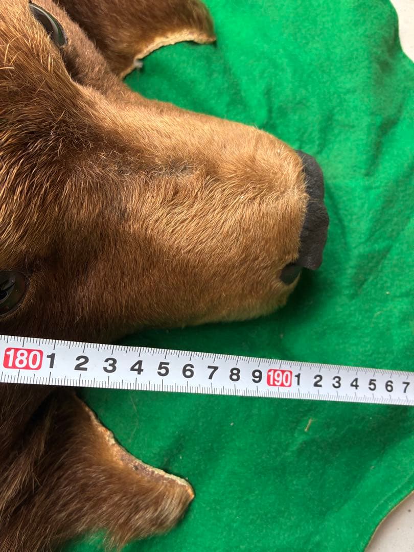 【punky綾さん専用です】ヒグマ　毛皮　熊　剥製