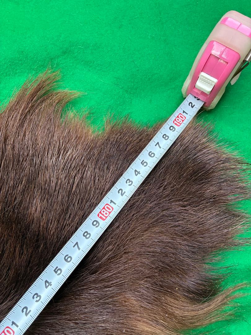 【punky綾さん専用です】ヒグマ　毛皮　熊　剥製