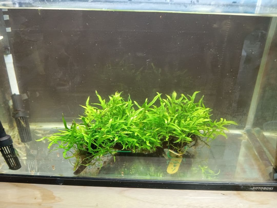 ミクロソリウムsp,ソカン　シャープリーフ流木活着