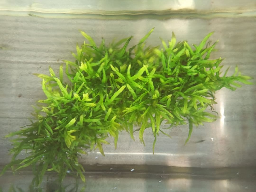 ミクロソリウムsp,ソカン　シャープリーフ流木活着