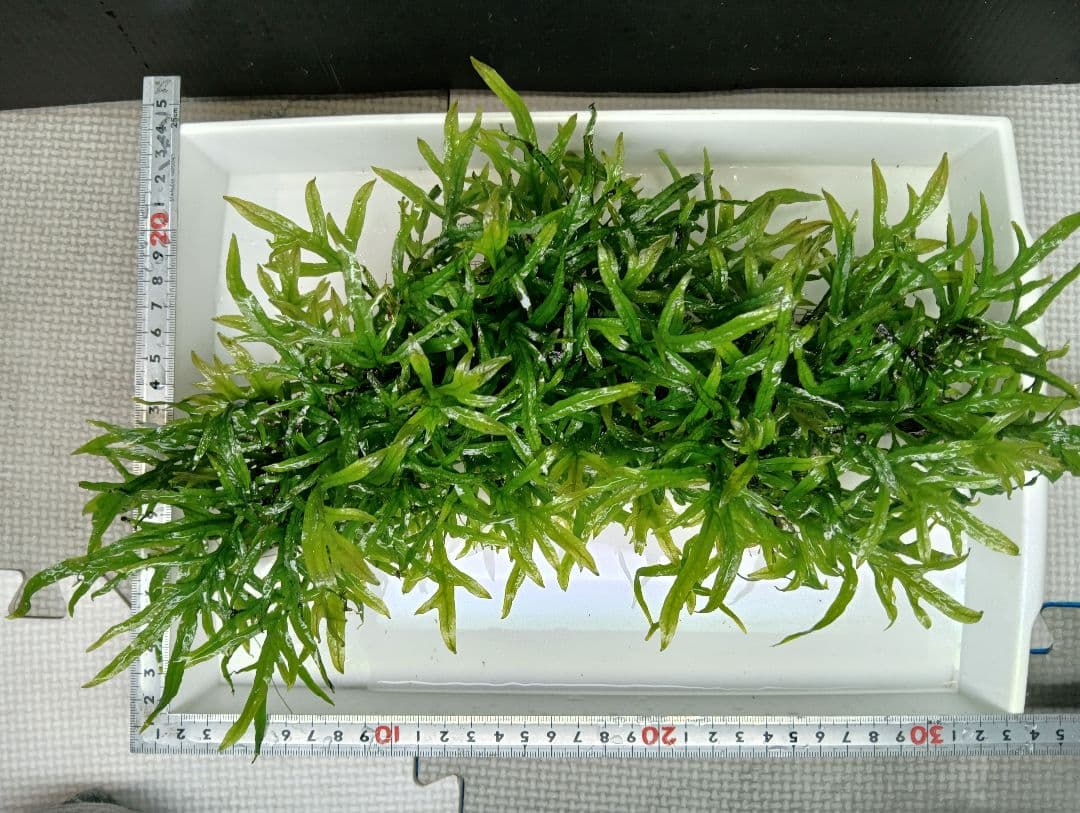 ミクロソリウムsp,ソカン　シャープリーフ流木活着