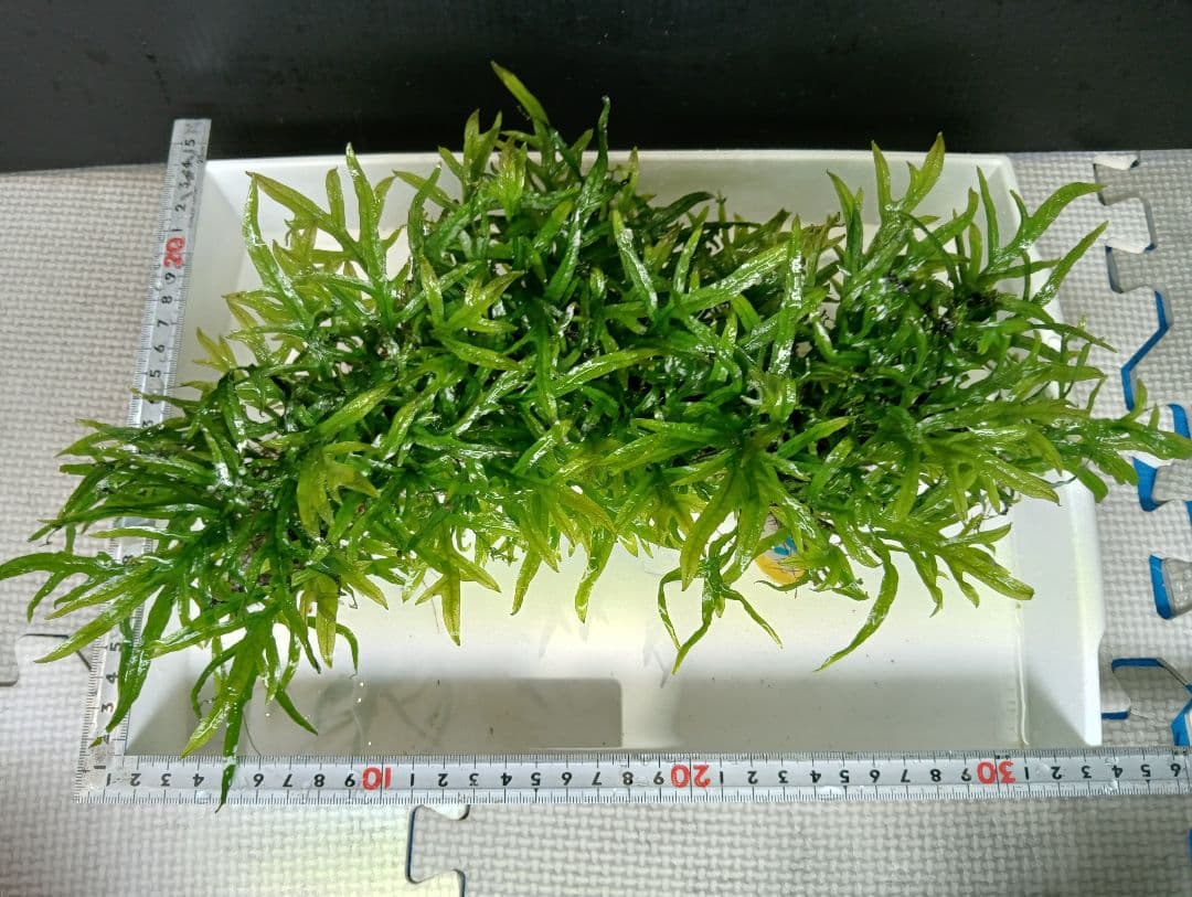 ミクロソリウムsp,ソカン　シャープリーフ流木活着