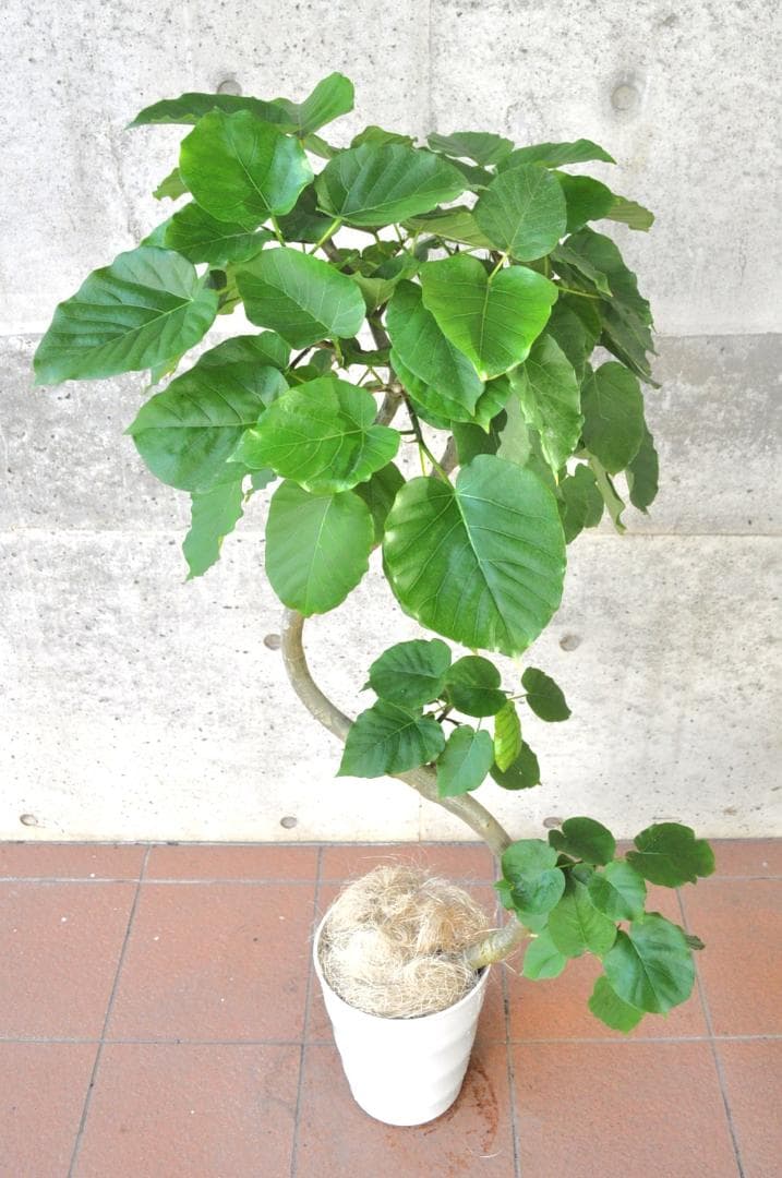 フィカス・ウンベラータ ８号135cm S-shaped tree form