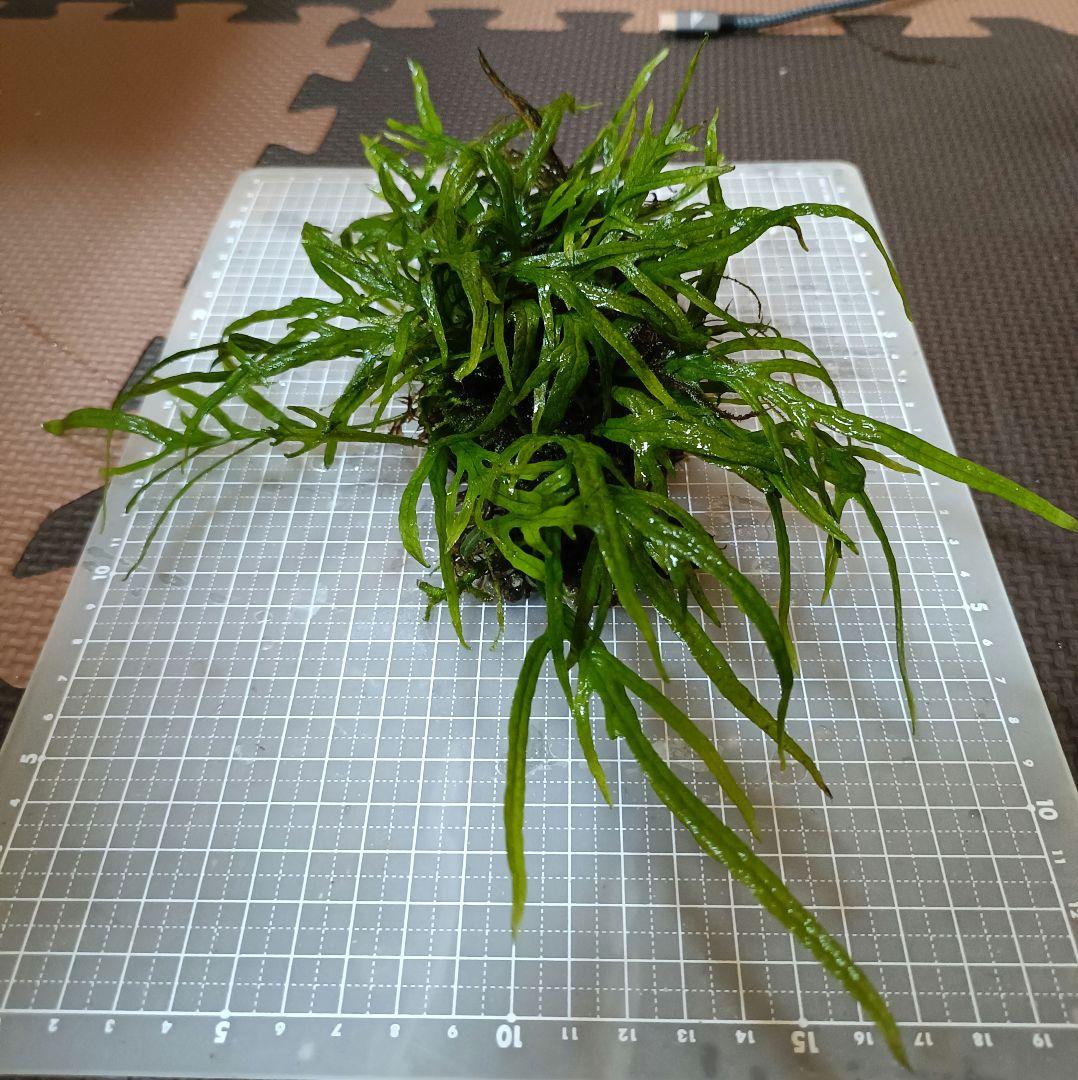 ミクロソリウム　トライデント まとめ売り