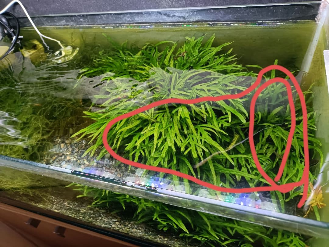 ミクロソリウム　トライデント まとめ売り