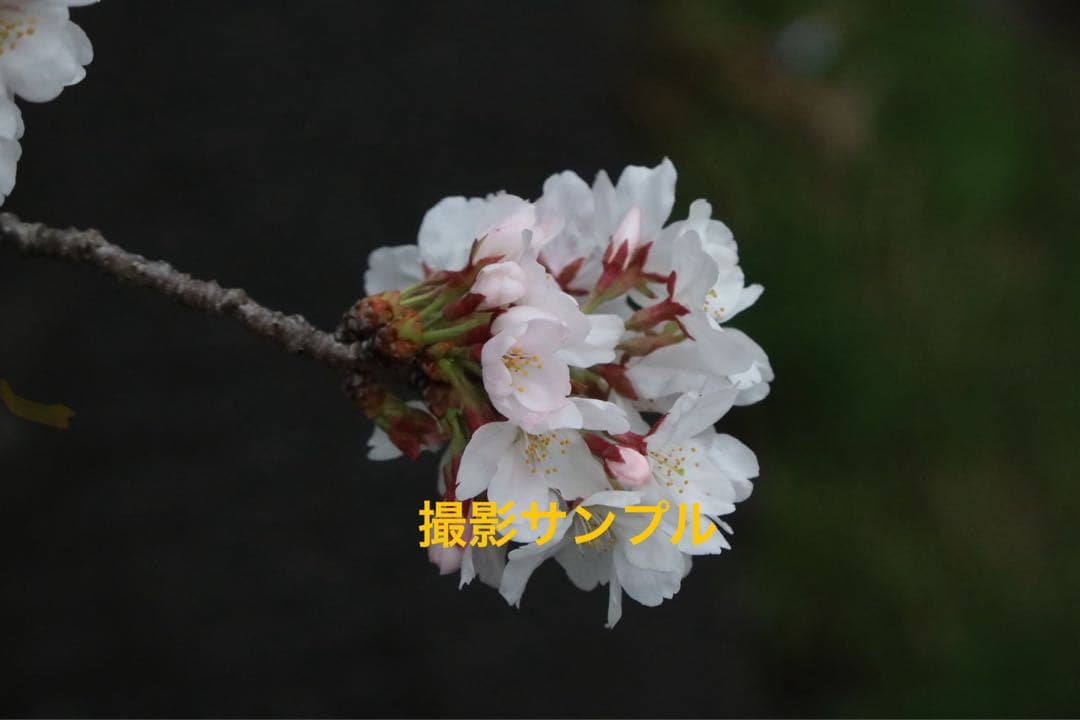 Canon PowerShot G5X markⅡ